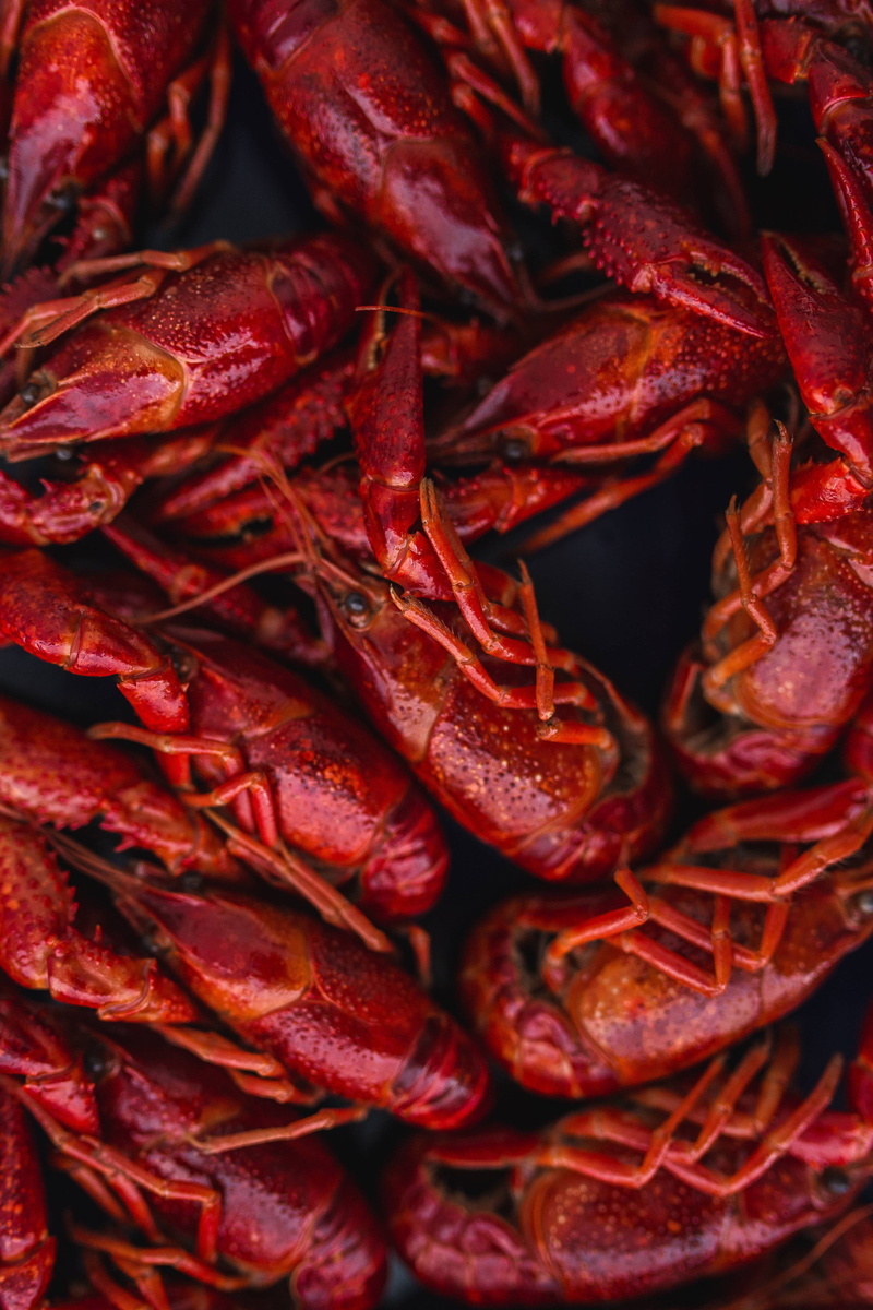 chili pepper, delicious, seafood, indoors, still life, Crayfish, healthy Eating, blue plate, backgrounds, red chili pepper, 4K, tasty, full frame, plate