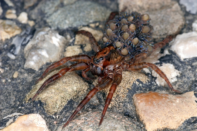 animal, outdoors, rock - object, invertebrate, solid, marine, sea, nature, spider, animal wildlife, high angle view, animals in the wild, animal themes