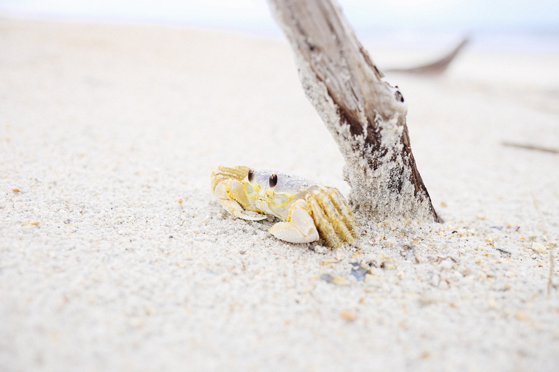 land, animal themes, animal, 2K, outdoors, surface level, crustacean, selective focus, beach, animals in the wild, close-up, sea life, marine, crab, animal wildlife