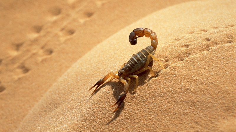land, no People, sunlight, animal wildlife, crustacean, wildlife, arid climate, reptile, animal themes, crab, poisonous, animals in the wild, marine, focus on foreground