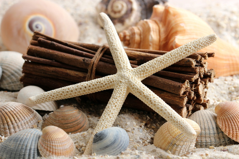 recovery, vacations, invertebrates, form detail, abundance, animal shell, seashell, 5K, indoors, still life, memories, beach, basket, shape, snails, water