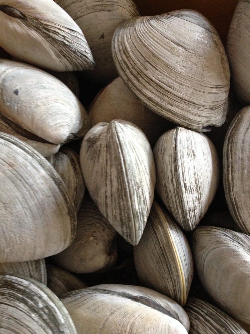 seafood, clams, food and drink, freshness, wellbeing, retail, indoors, abundance, no people, large group of objects, healthy eating, rhode island, still life