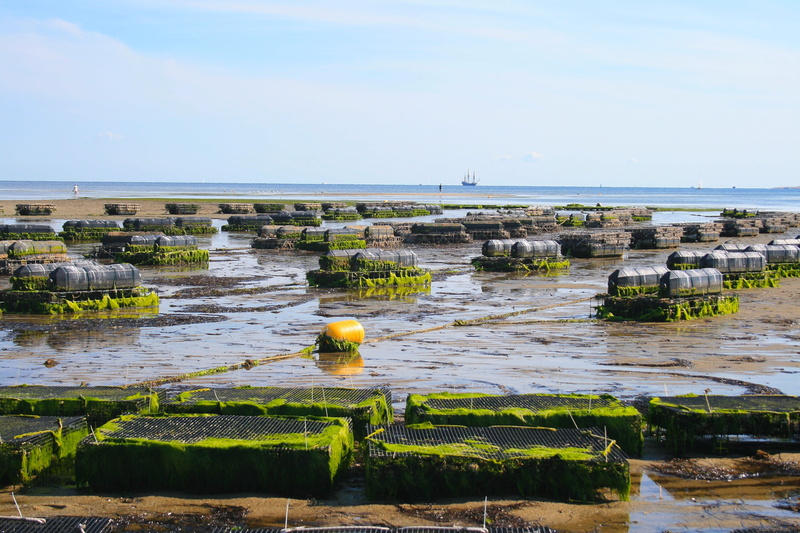 oyster, sky, 4K, oyster farm, nature, rock, fis, seafood, solid, floating on water, tranquil scene, outdoors, beauty in nature, horizon over water, water