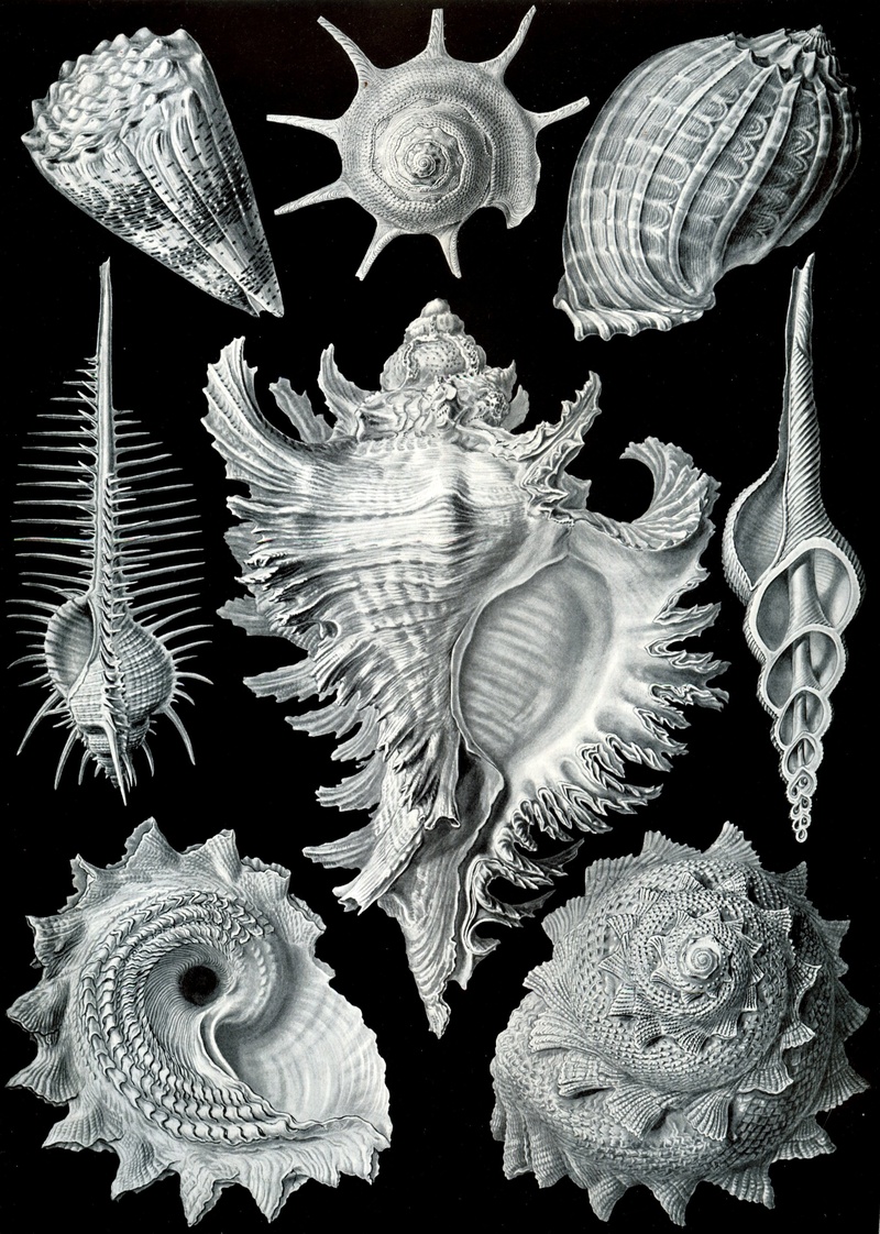 indoors, seashells, marine, no people, sea life, 2K, animal themes, shellfish, mussels, nature, beauty in nature, invertebrate, sea, design, prosobranchia haeckel
