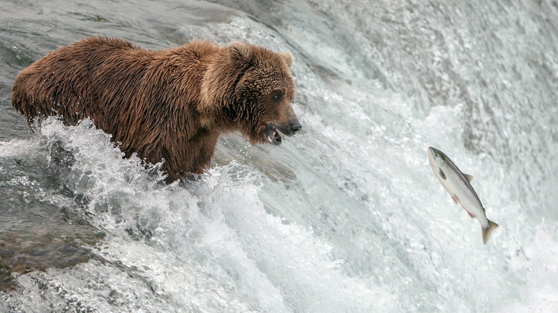mammal, animal wildlife, vertebrate, animals in the wild, grizzly bear catching fish image, animal themes, motion, waterfall, 2K, catching, sea, fish