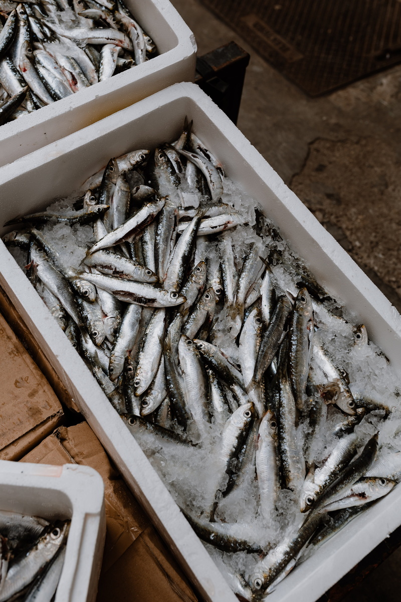 food and drink, fishing industry, containers, vertebrate, freshness, no people, tray, catch, harbor, fresh, retail, container, fish on ice, 5K, still life