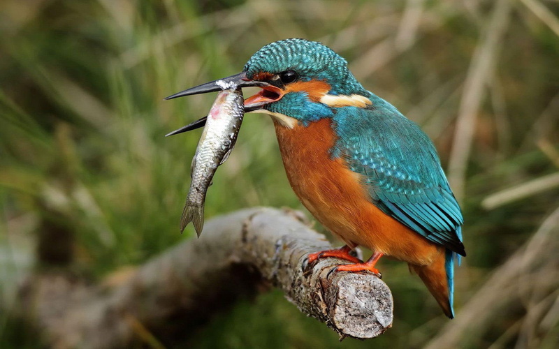 orange, 1080P, 1920x1200, bird, catching, humming, animals, fish, green