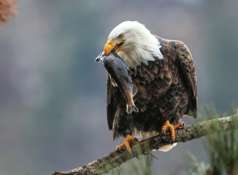 fish, bird, background, catch, branch, Bald eagle, 1080P