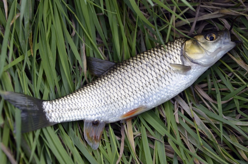 plant part, animal, fish, growth, plant, catch, animal scale, field, grass, animal wildlife, animals in the wild, close-up, outdoors, day, high angle view