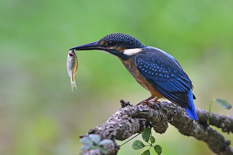 Common Kingfisher, rest, Fish, kingfisher, 480P, catching, common