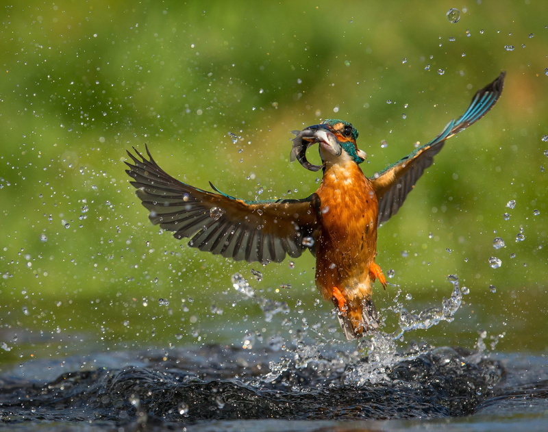 drops, 1080P, bird, fish, catch, water, Kingfisher