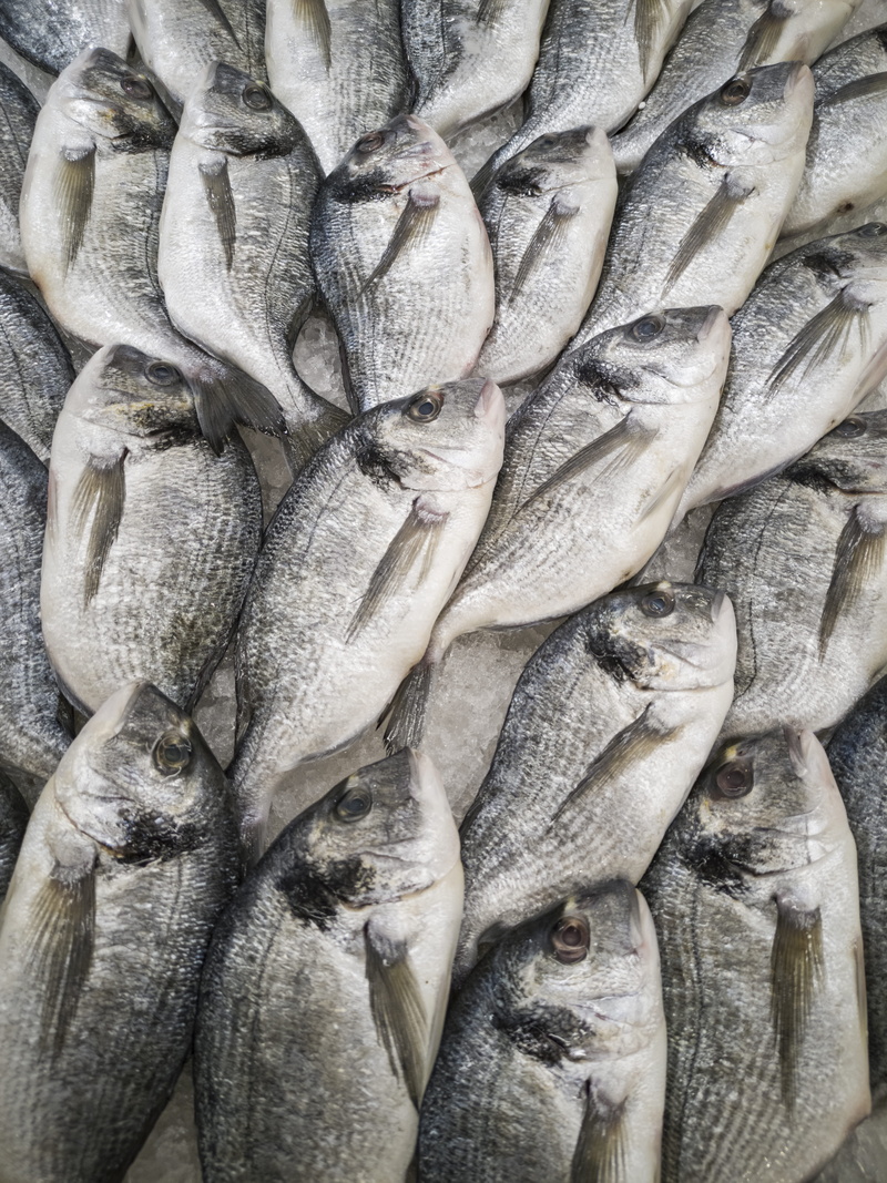 5K, for sale, fishing industry, animal, delicious, fishes, healthy eating, healthy, large group of objects, vertebrate, pile, eat, seafood, fin, fish