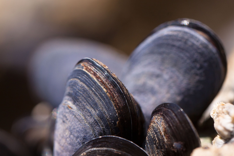 shell, food and drink, sea, old, black color, focus on foreground, clamps, selective focus, day, wood - material, heap, stone - Object, group of Objects