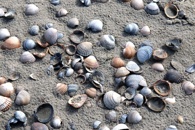close-up, backgrounds, sunlight, meeresbewohner, no people, mussels, large group of objects, maritime, flotsam, outdoors, high angle view, shell, cockle