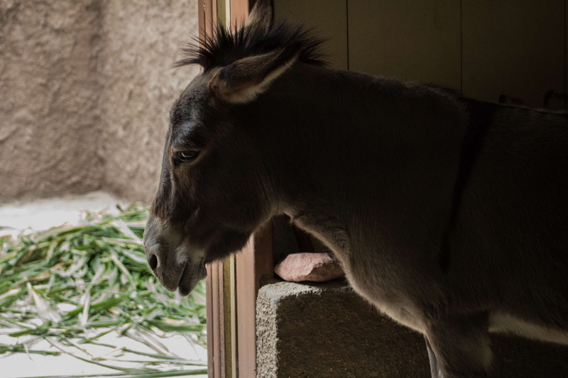 animal, donkey, one animal, pets, mammal, vertebrate, 4K, focus on foreground, domestic animals, wall - building feature, day, plant, animal themes, side view