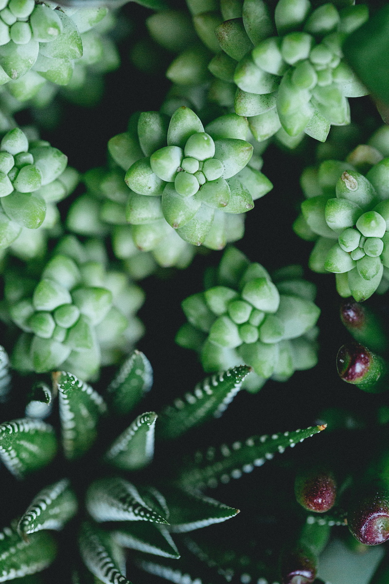 plants, sedum, day, close-up, cactu, succulant, plant, horticulture, photography, succulent, gardening, focus, green color, aloe vera, beauty in nature