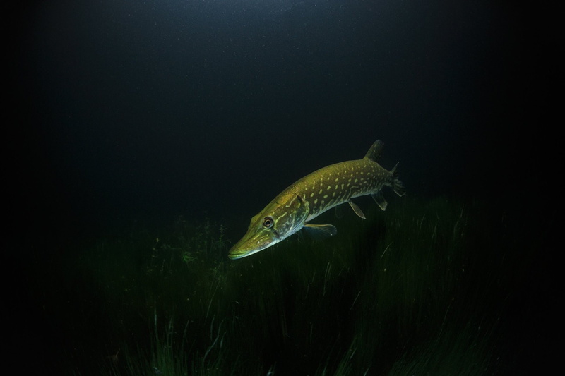 Northern Pike, Underwater, Fish, 1080P, Animal