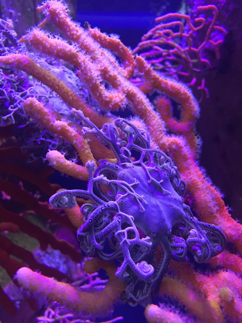 blue, pink color, nature, aquarium, water, purple, animal, coral, coral reef, beauty in nature, 2K, invertebrate, animal themes, no people, sea, marine