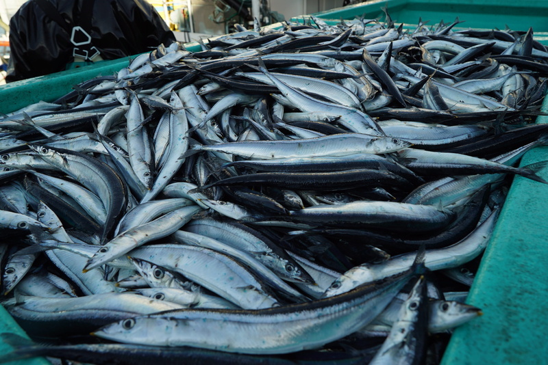 healthy eating, market stall, fish market, fishing industry, Fishing Boat, large group of objects, market, for sale, sale, outdoors, sea, retail, industry
