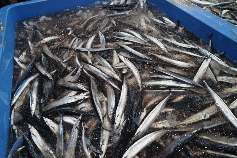 high angle view, market, ice, fish, freshness, industry, large group of objects, Fishing Boat, Pacific Saury, vertebrate, stack, raw food, food and drink