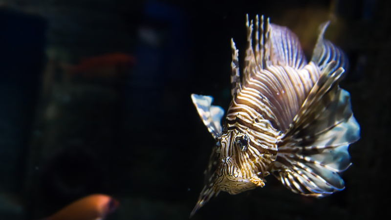 water, sea Life, animals in captivity, marine, close-up, Fish, swimming, breast fin spines, animal wildlife, Toxic, tank, swimming Animal, vertebrate, Lionfish