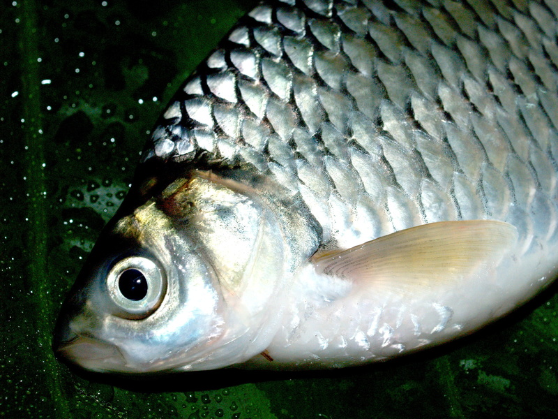 Meal, chordata, sea life, underwater, swimming, cypriniformes, disguise, raw, species, crucian, one animal, close-up, Pike, wildlife, Carp, nature, cooking