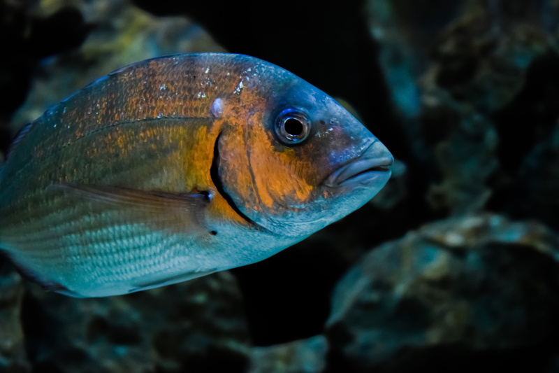 mediterranean, underwater, one animal, Fish, vertebrate, environmental museum, nature, marine, animal wildlife, undersea, profile view, water, Animal, cavo greko