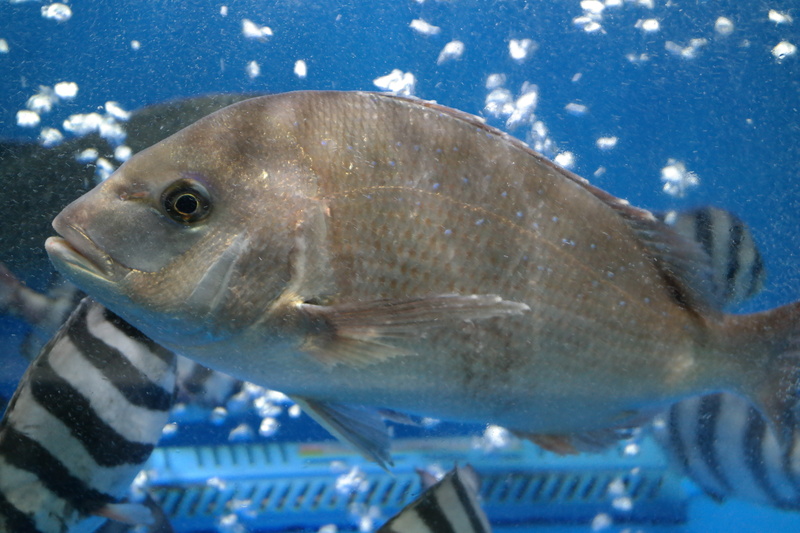 marine, glass - material, 5K, animal themes, indoors, animals in captivity, fish, sea, underwater, aquarium, sea bream, sea life, no people, animal eye