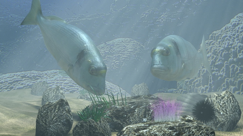 3D, Fishes, Fish, Ocean, Floor, Mediterranean, Daurade, Shell, Sea, Underwater, Bream, Seaweed, 1080P, Dorade