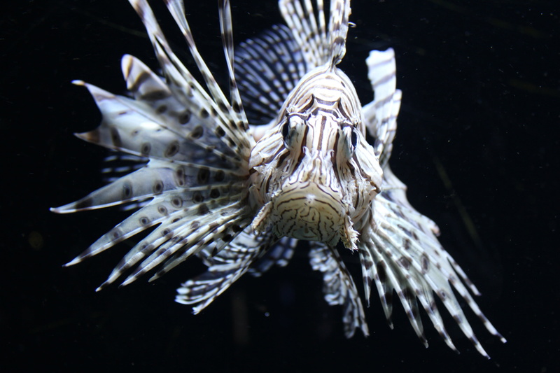 no people, animal wildlife, one animal, 5K, underwater, pteroini, animal themes, lion, scorpionfish, lionfish, animals in the wild, close-up, lion fish
