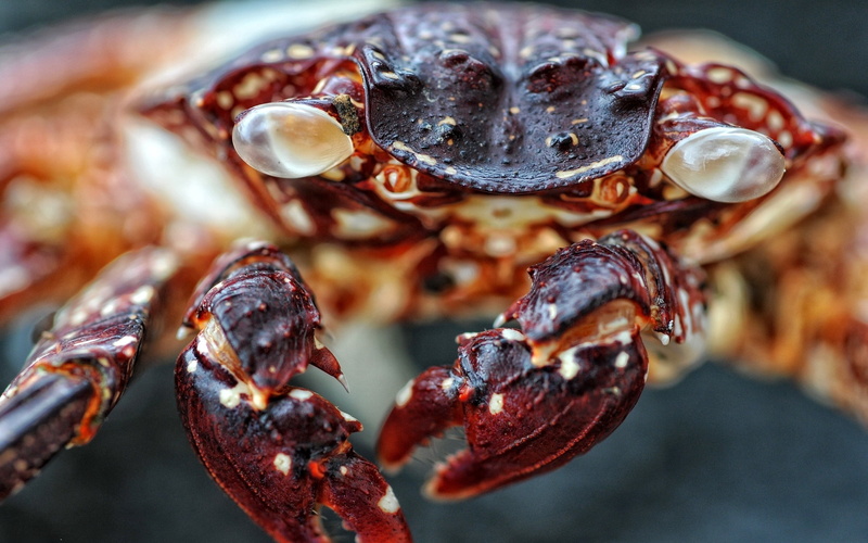 freshness, steamed, boiled, prepared Crustacean, claws, red, healthy eating, insect, focus on foreground, 2K, claw, crustacean, food, dinner, animal Shell