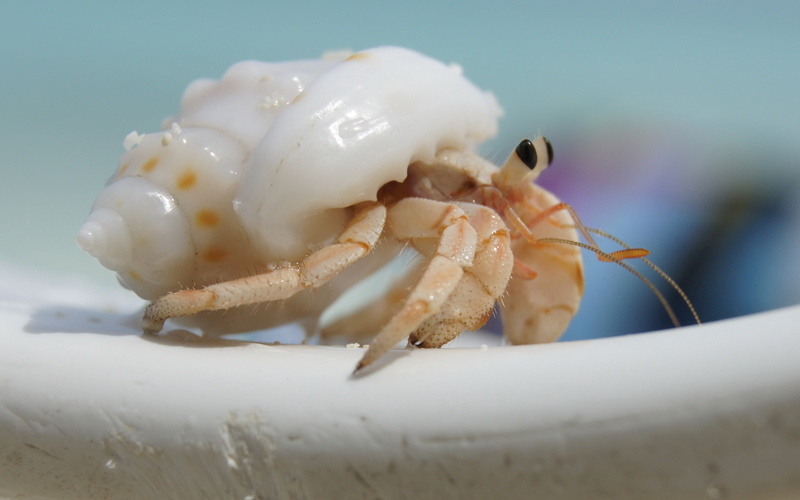 animals In The Wild, arthropod, one animal, no people, malacostraca, sea Life, animal themes, selective focus, animal Shell, prepared Shellfish, close-up