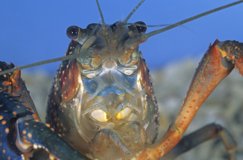 fish, one animal, raw Food, prepared Shellfish, eating, marine, gourmet, healthy Eating, food And Drink, nature, sea Life, animal head, animal body part