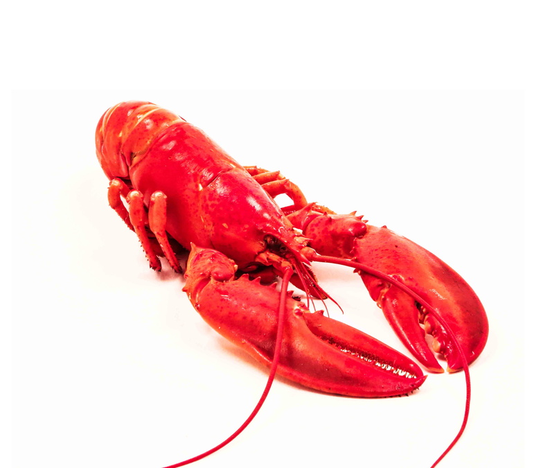 no people, meal, cut out, copy space, isolated, prepared Crustacean, still life, animal wildlife, studio Shot, close-up, seafood, white Background, Sea