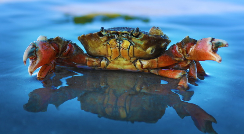 wildlife, background, crab, red, hd, makro, animal, gourmet, sea, prepared Crab, beach, orange, freshness, shell, water, body, seafood, food