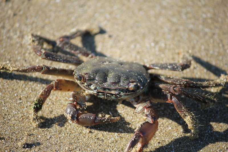 sea Life, close-up, outdoors, claws, brown, day, food, no People, island, 5K, animals in the wild, coastline, sand, animal Shell, crustacean, marine, animal Leg