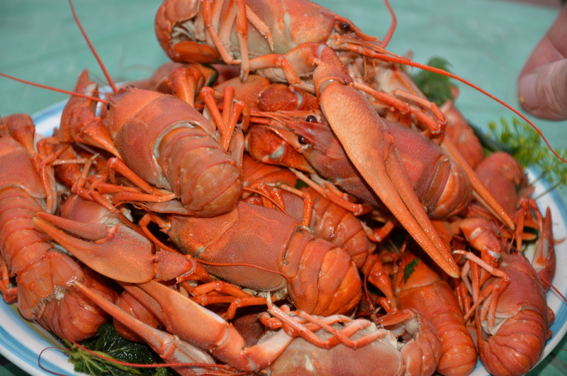 sea, lobster, boiled, 4K, hand, wellbeing, prawn, meal, food, food And Drink, human body part, unrecognizable person, claw, cooking, one person, boiled lobster