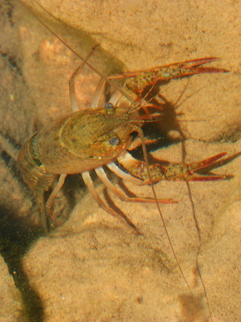animal, animal themes, seafood, prepared Shellfish, gourmet, submarine, insect, food And Drink, Crayfish, crustacean, underwater, animal leg, close-up