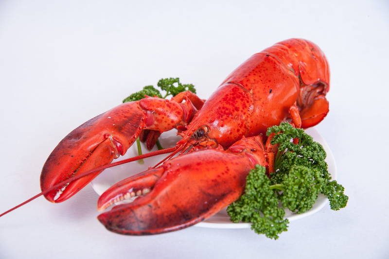 Gauze, meal, 4K, Eating Out, no people, food And Drink, red, gourmet, Food, cooked, wellbeing, plate, freshness, luxury, studio shot, steamed, lobster