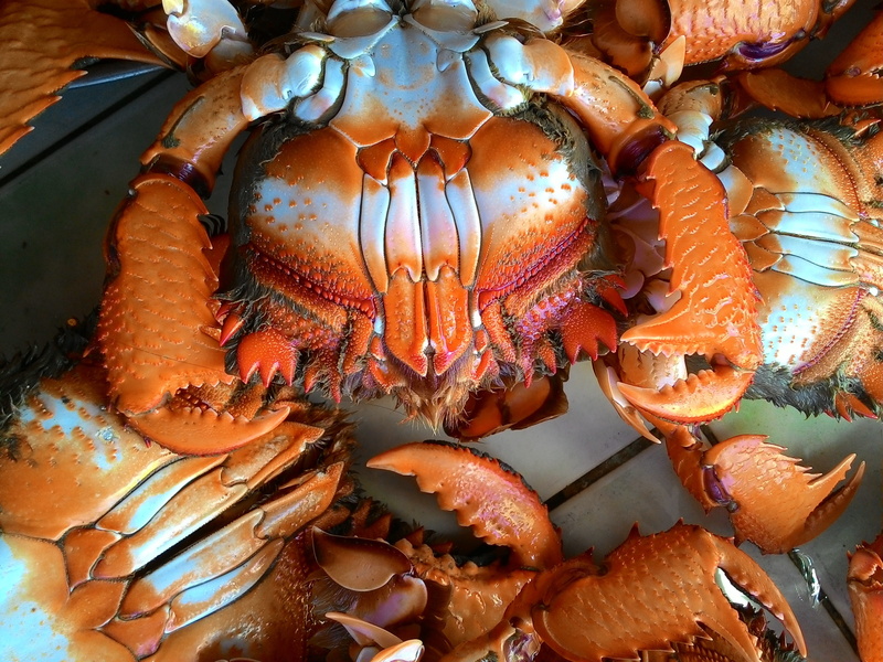 food And Drink, prepared Shellfish, red, marine, still life, close-up, ocean, lobster, orange color, crab - seafood, delicious, sea life, animal themes