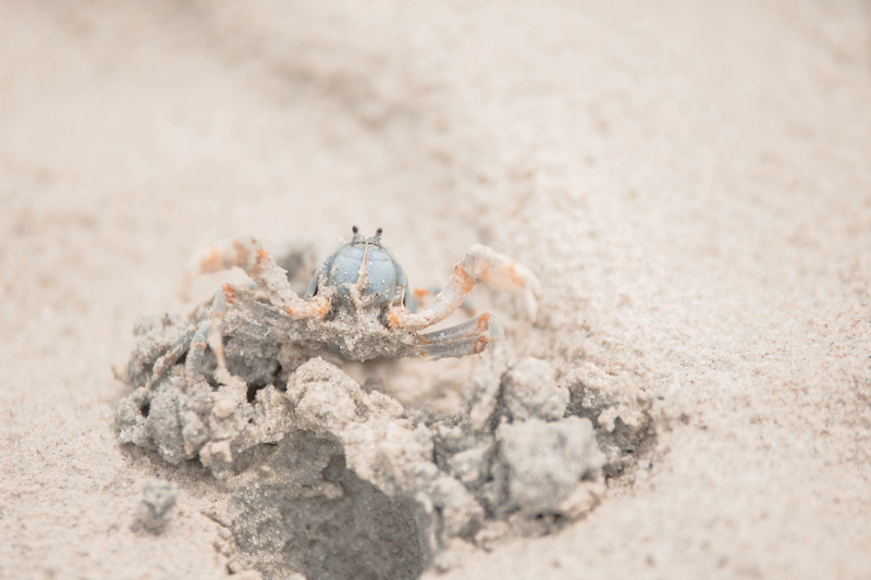 arachnid, vegetable, powder, sand, king crab, animal wildlife, nature, sea life, animals in the wild, invertebrate, close-up, one animal, 5K, day, flour