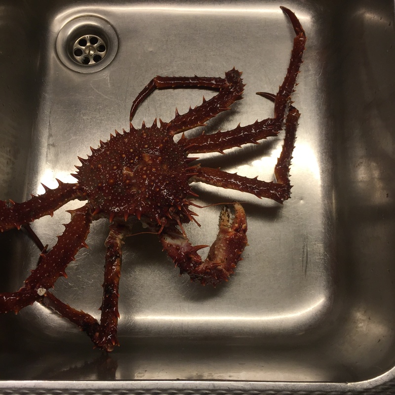king crab, marine, table, one animal, 1080P, food and drink, animal themes, crab, still life, high angle view, animal, domestic room, no people, plant