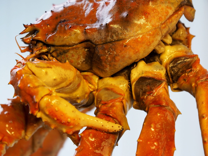 creature, meeresbewohner, ready-to-eat, sea, serving size, crab, freshness, norway, healthy eating, seafood, no people, crustacean, chicken meat, 4K, dinner