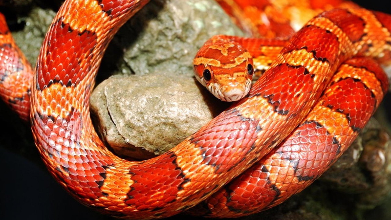 snake, curled up, animal head, 1080P, king snake, animal wildlife, focus on foreground, animals, animal, communication, one animal, pattern, vertebrate