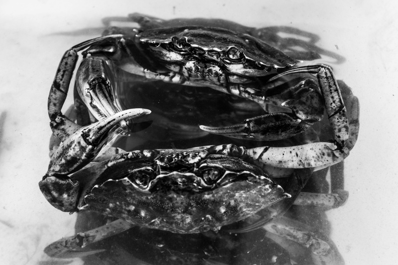 nature, container, animal, frozen, crab, mølleparkvej 63, invertebrate, food and drink, shrimp, no people, oyster, seashell, indoors, close-up, glass - material