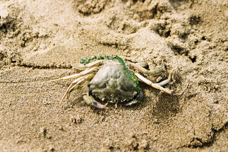 brown, day, insect, sea life, king crab, close-up, sand, animals in the wild, reptile, lizard, food, animal, beach, nature, marine, one animal, seafood