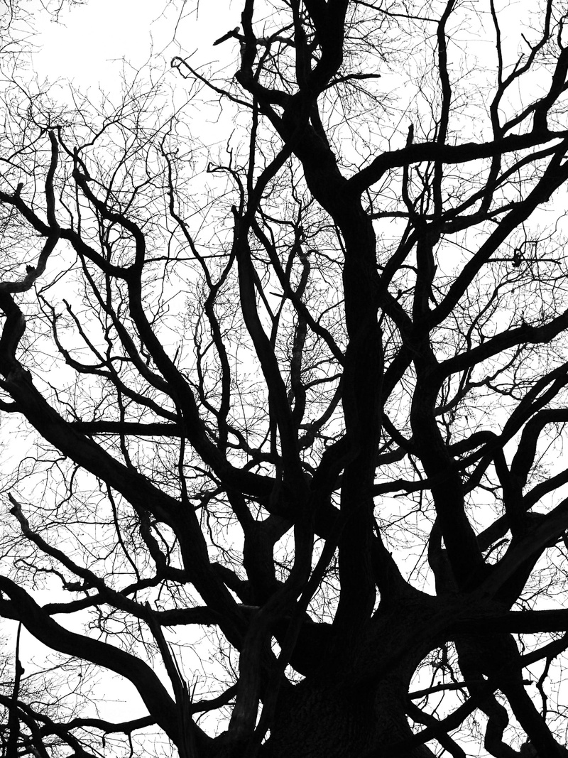 sky, bare branches, plane, tree trunk, no people, plant, trunk, growth, bare tree, branches, crotch, day, Bare, 2K, forest, tranquility, full frame, wintry
