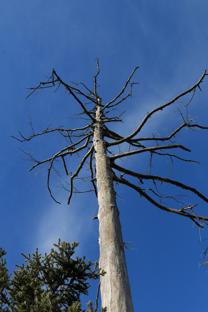 plant, low angle view, dead, dry, sky, outdoors, branch branches, bare tree, morsch, crotch, dead plant, no people, Wood, kahl, branch, clear sky, scenics - nature