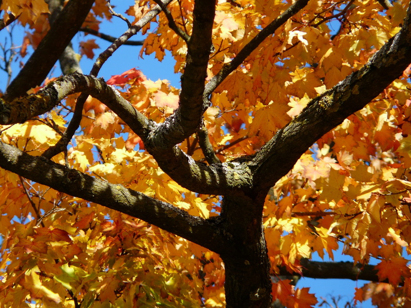 day, close-up, blue, maple, outdoors, yellow, color game, hell, fall color, plant part, growth, autumn tree, no people, farbenpracht, trunk, crotch, natural condition