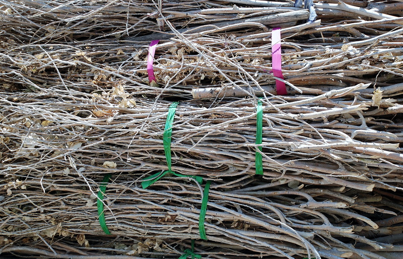 tree, outdoors, close-up, pink color, still life, no people, fishing, sticks, twig, Outdoor, large group of objects, stick - plant part, plant, bundles